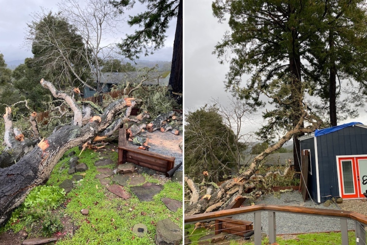 Fallen tree damage requiring a safety-first response