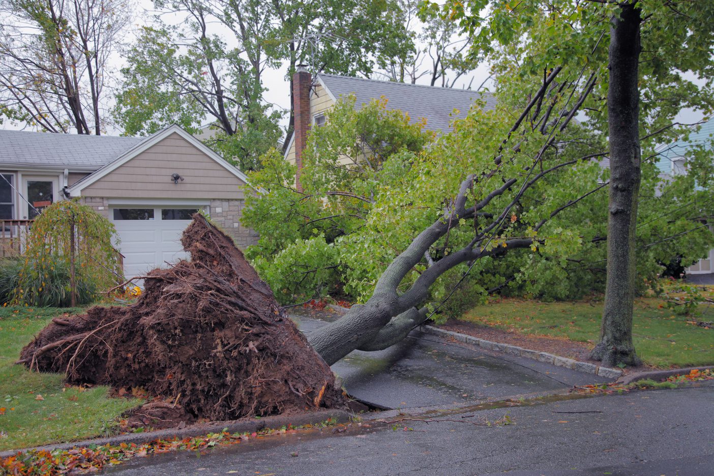 Storm-damaged tree resting across a residential driveway