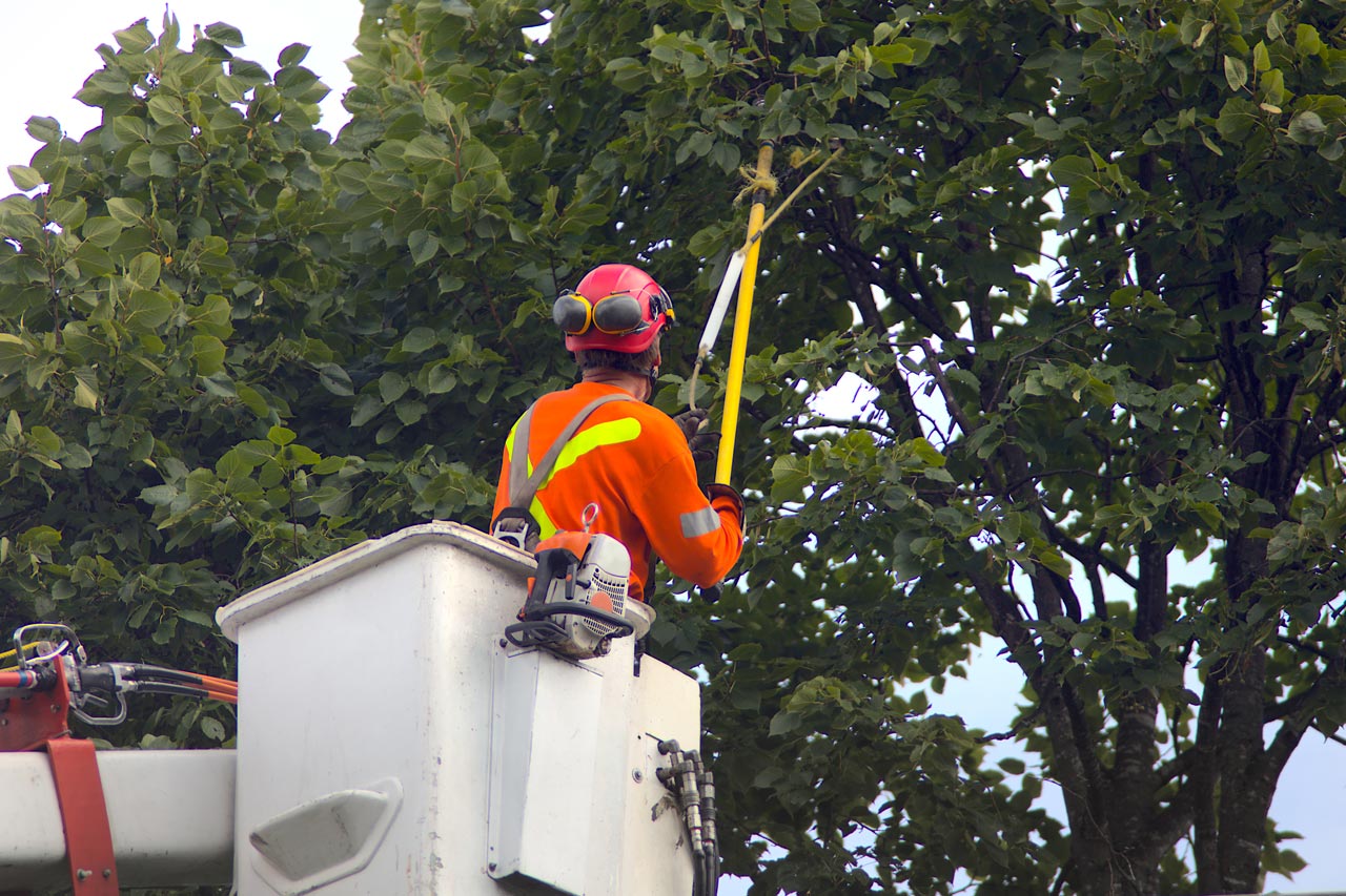 Tree trimming and pruning work in progress from an aerial lift
