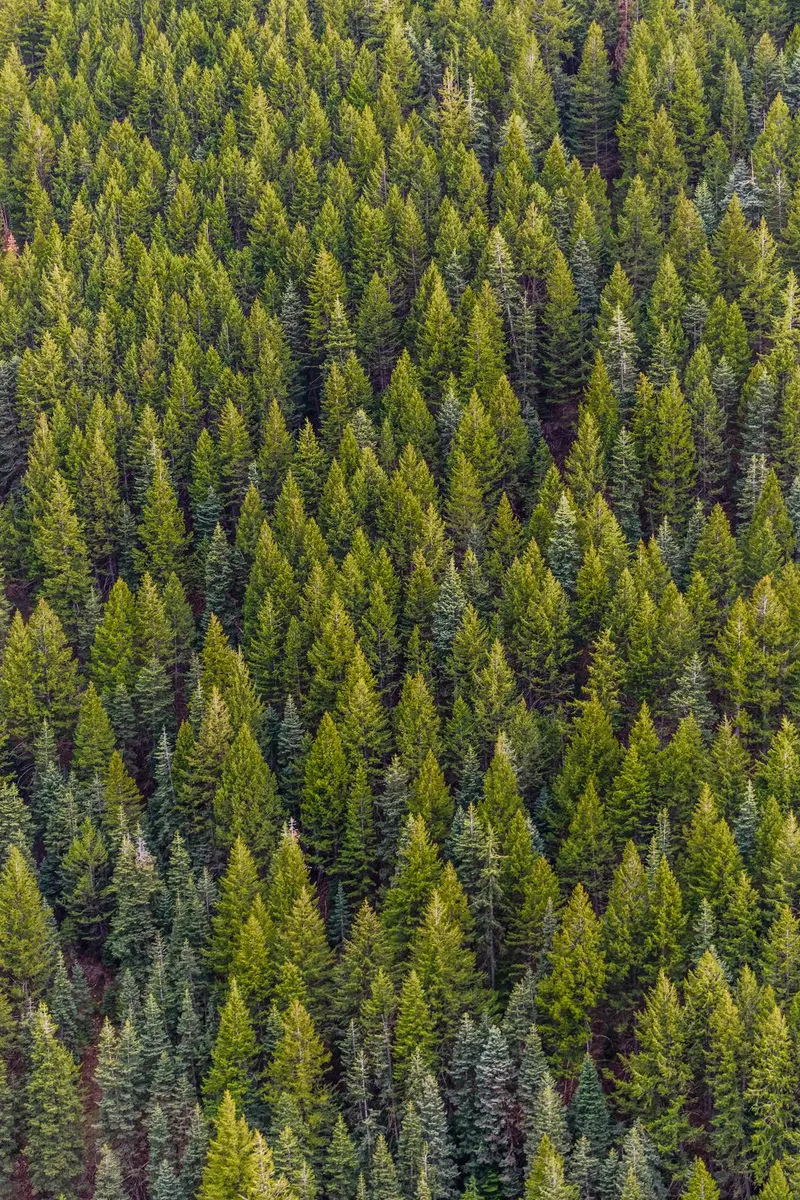 Mature trees evaluated as part of responsible property planning