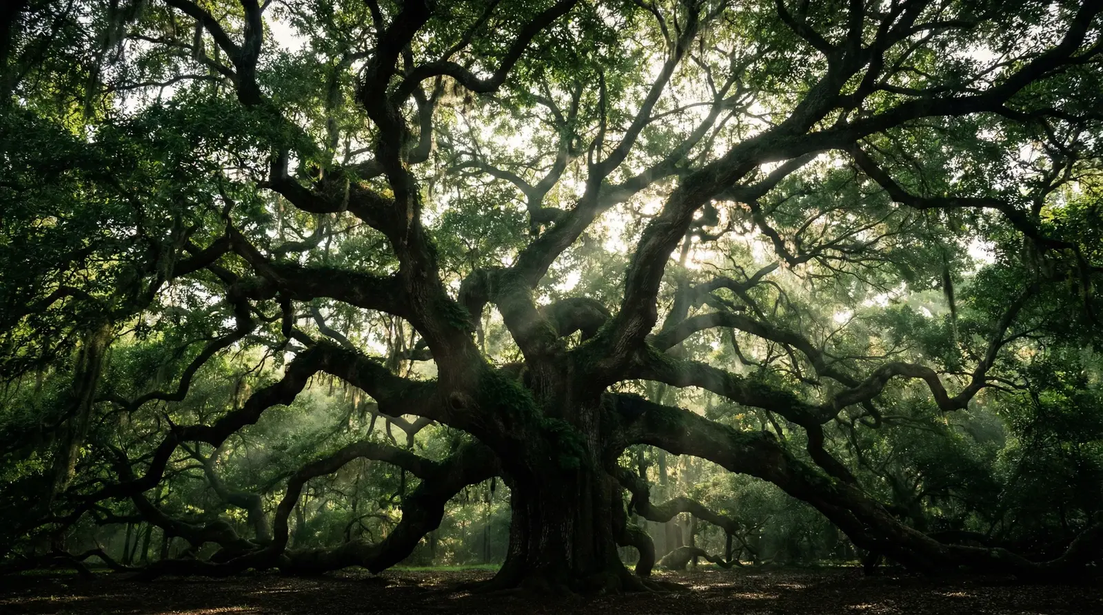 Mature tree canopy representing practical tree-care guidance