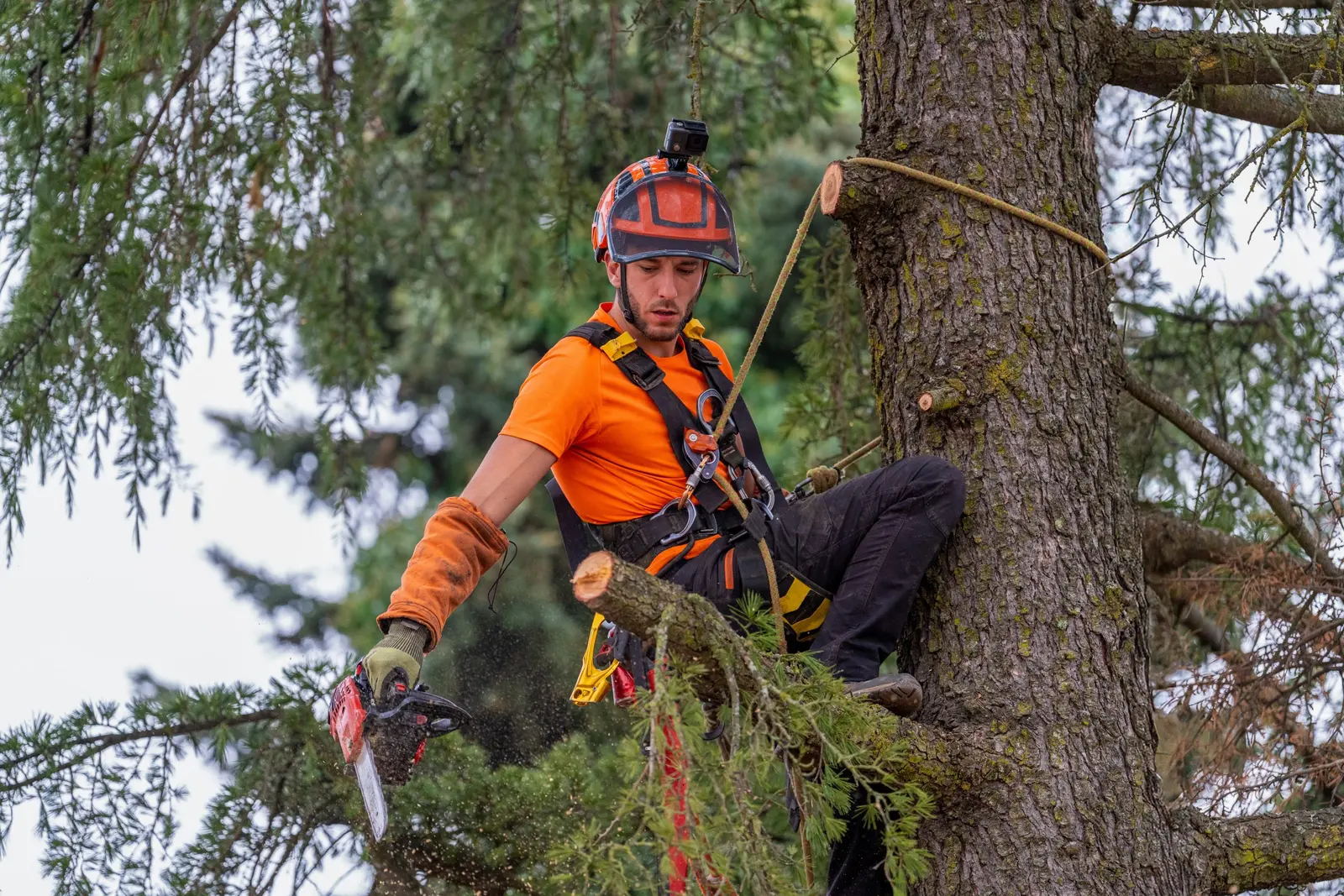 Arborist performing targeted pruning while secured in a mature tree