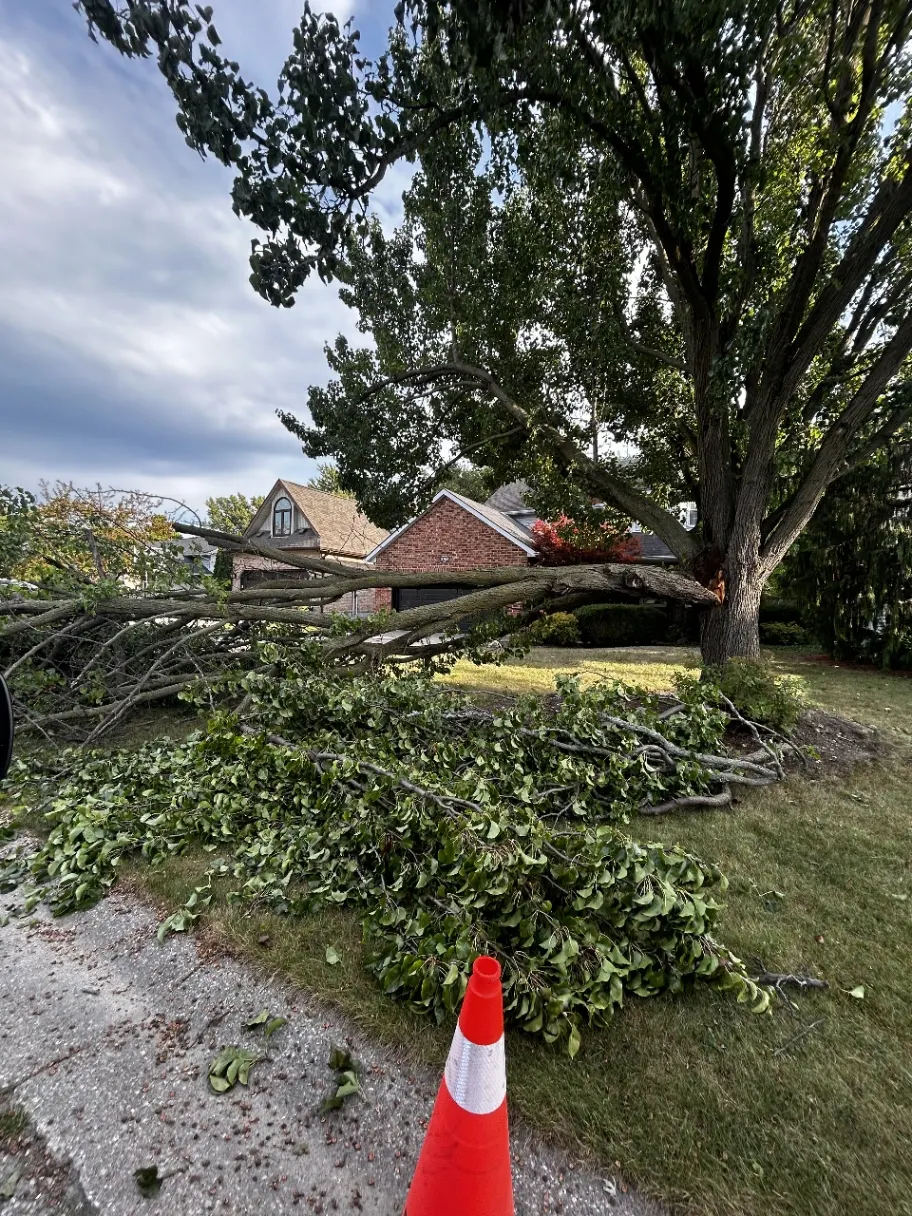 Fallen tree debris secured with a safety cone near a residential property