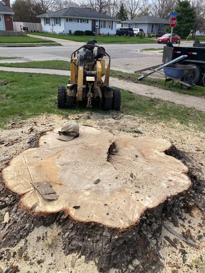 Stump grinder positioned behind a large stump on a residential property