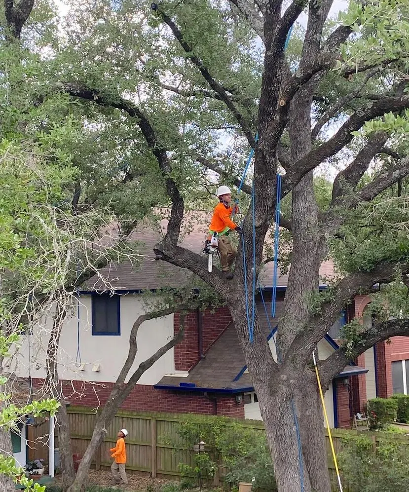 Tree trimming crew using ropes while pruning a mature tree on a residential property