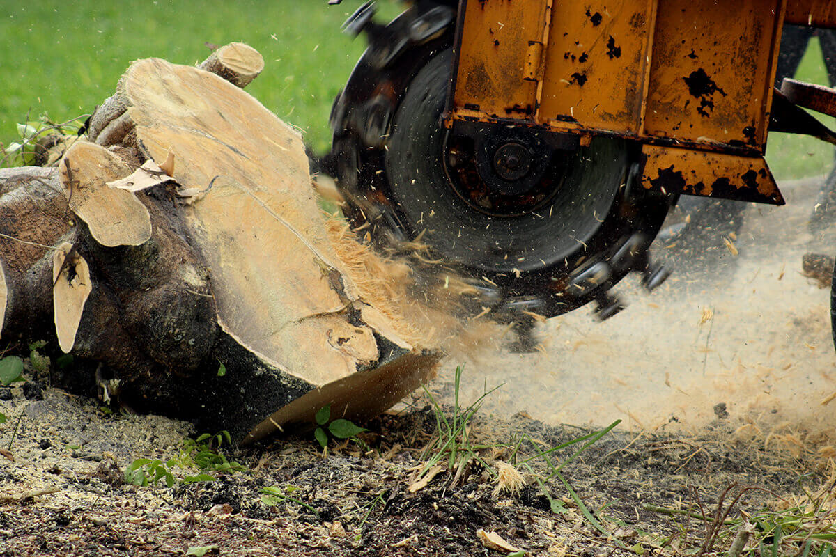 Stump grinding at a residential property in Richmond
