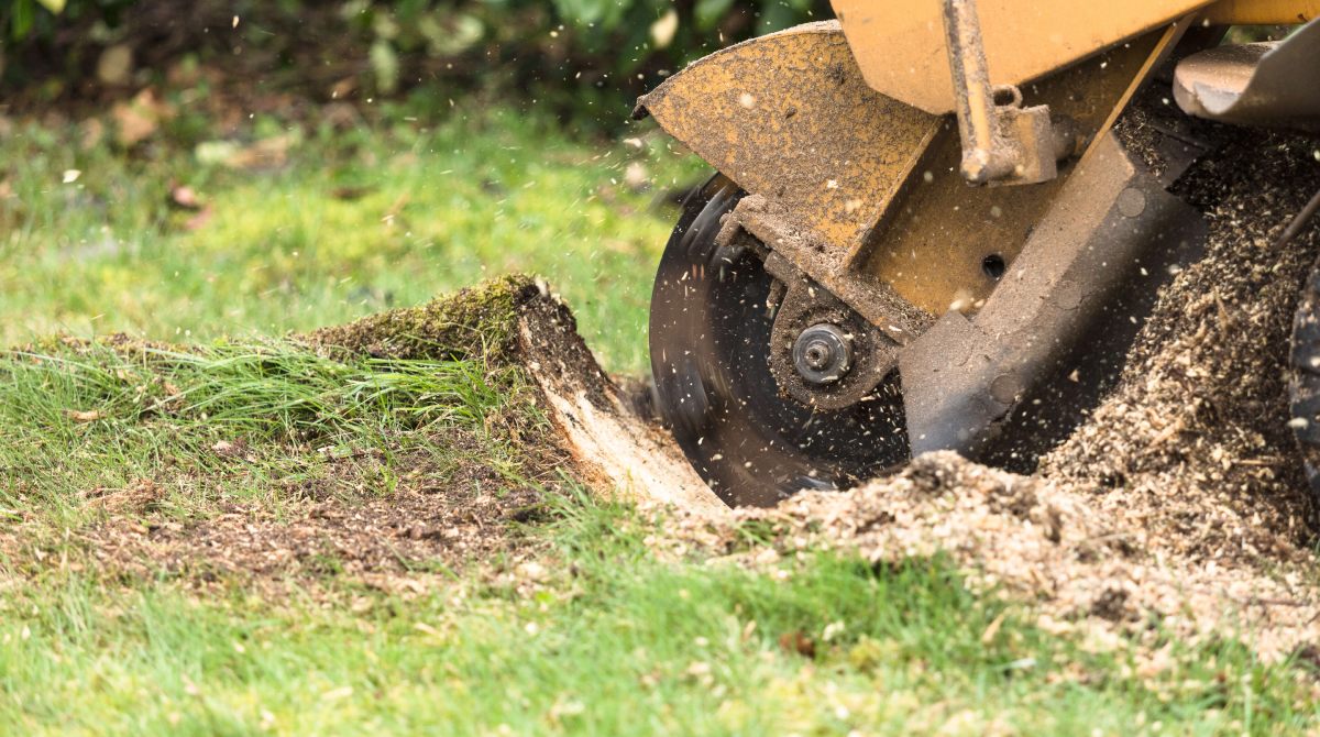 Stump grinding equipment working on a large residential tree stump