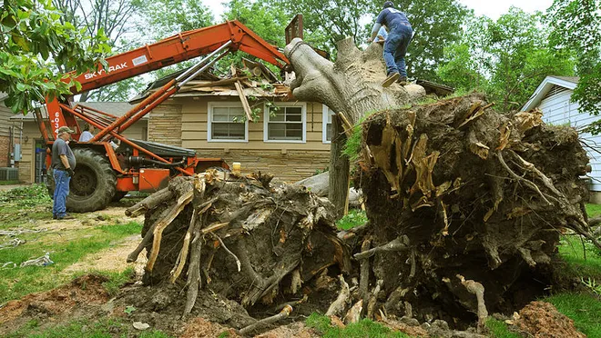 Visible damage in a mature tree viewed safely from ground level