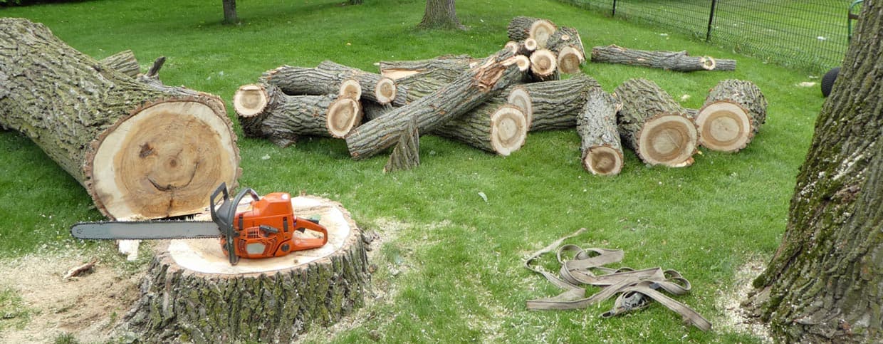 Tree service work in Katy, Texas