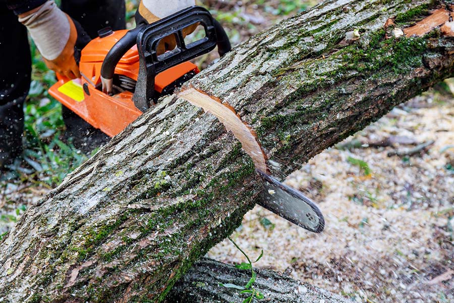 Tree removal equipment and crew access planned around a residential property