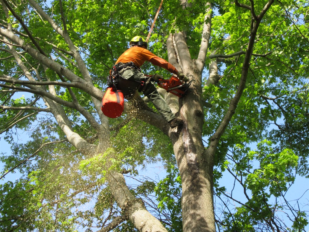 Tree service work at a residential property in Sugar Land