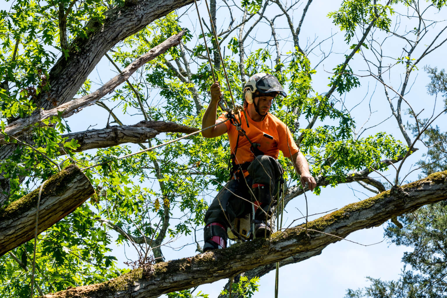 Tree care professional assessing a tree canopy in Fort Bend County